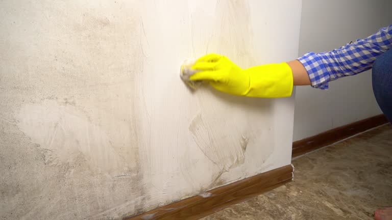 Best Attic Mold Removal  in Faison, NC