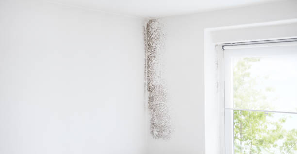 Reliable Faison, NC Mold Removal Solutions