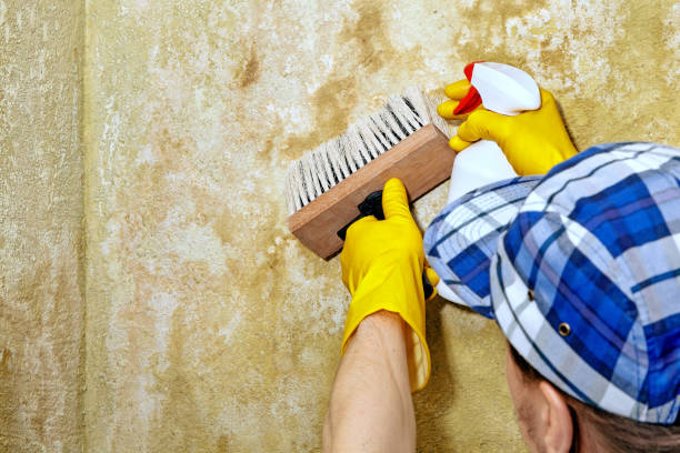 Best Mold Documentation for Insurance Claims  in Faison, NC