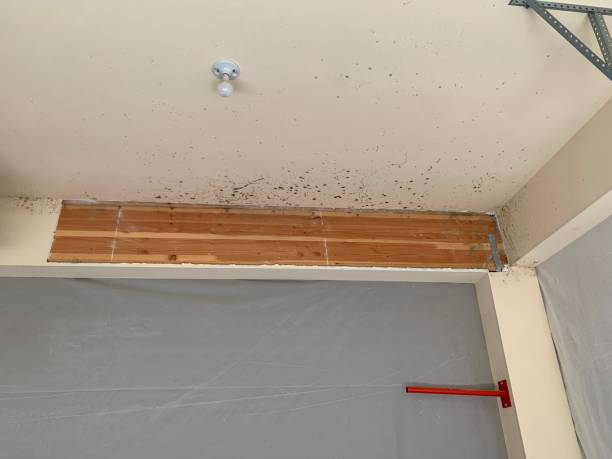 Best Mold Prevention Services  in Faison, NC