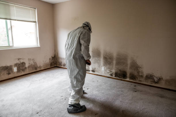 Professional Mold Removal in Faison, NC